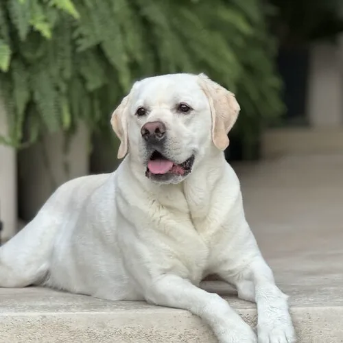 Ruger